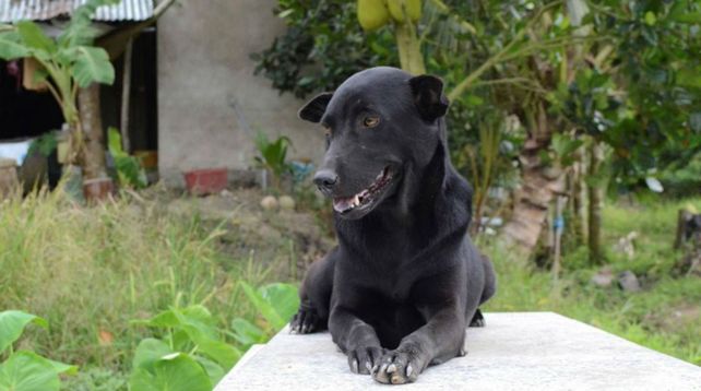 Firme. Mino llegó a la familia siendo un cachorro y cuando su pequeño dueño tenía apenas un año.