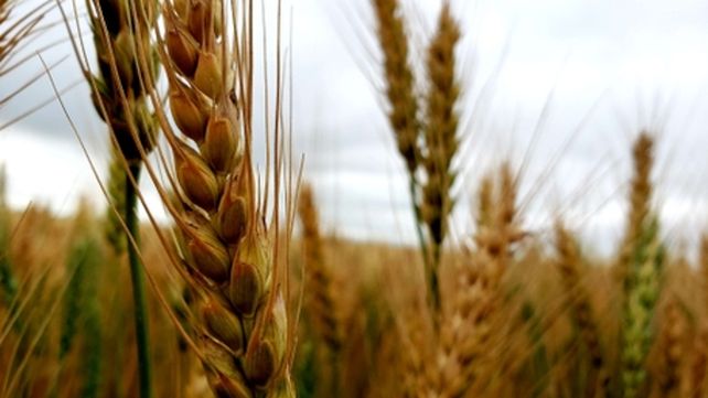 El trigo perderá 400 mil hectáreas por la falta de agua en los lotes