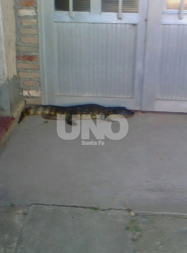 Encontró un yacaré en la puerta de su casa