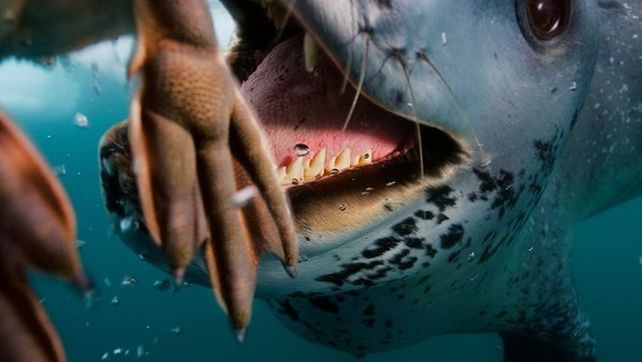 National Geographic presentó sus mejores fotografías de vida salvaje