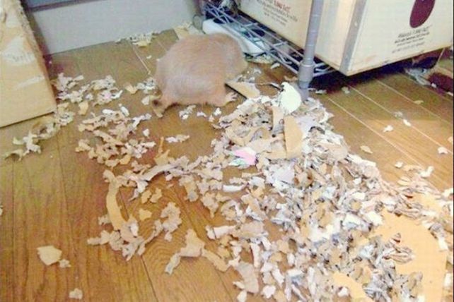 Mascotas infraganti: fotos de lo que ellos hacen cuando vos no estás