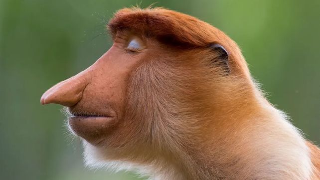 Imágenes que reflejan la maravillosa vida silvestre