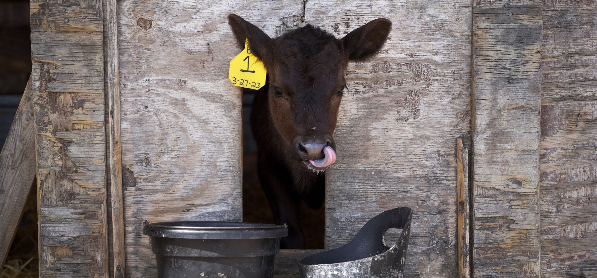 Un ternero se lame la nariz después de beber agua en la granja lechera de la familia Eldeen en Waseca, Minnesota. (AP Photo/Jessie Wardarski)