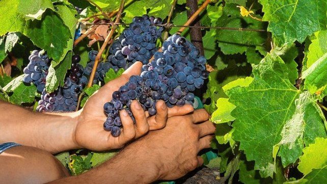 Las condiciones climáticas favorecieron este año a la producción vitivinícola.&nbsp;