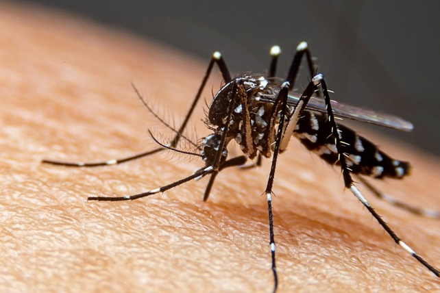 La hembra del Aedes aegypti en acción. 
