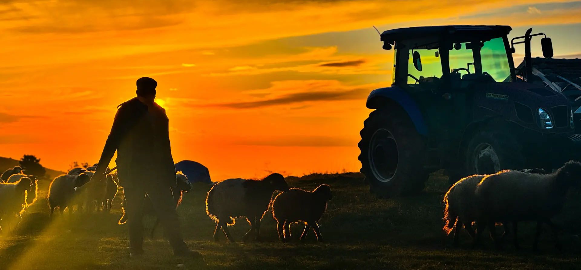 Los pastores llevan a sus animales a las tierras altas de la meseta a medida que el clima se vuelve más cálido durante la puesta del sol, Tokat, Turquía. Fotografía: Anadolu/Getty Images Los pastores llevan a sus animales a las tierras altas de la meseta a medida que el clima se vuelve más cálido durante la puesta del sol, Tokat, Turquía. Fotografía: Anadolu/Getty Images