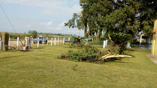 Árboles caídos