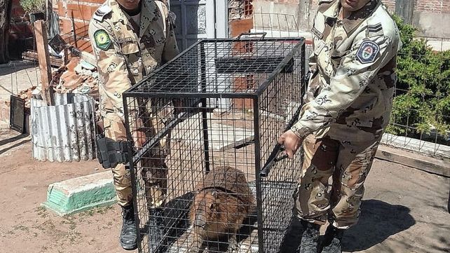 Rescataron a un carpincho que lo tenían como mascota en la casa