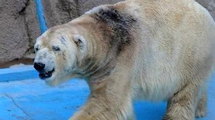 El oso Arturo murió en Mendoza