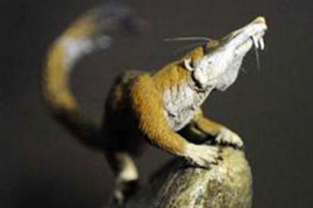 Hallaron en Argentina a la ardilla de La Era de Hielo