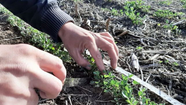 Alfalfa 2022: la reina de las forrajeras se prepara para salir a escena