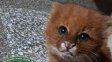 San Justo: la Guardia Rural rescató a un cachorro de puma yaguarundí en la puerta de una vivienda