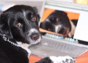 Día del Animal: ¿tu perro es más famoso que vos en Twitter?