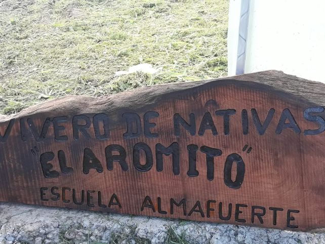 Cuentan que el árbol cicatriza el monte cuando sufre la deforestación.&nbsp;