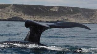 Comienza en Chubut la temporada de avistaje de ballenas