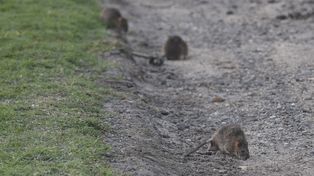 Esta semana los roedores pasearon a sus anchas buscando comida.