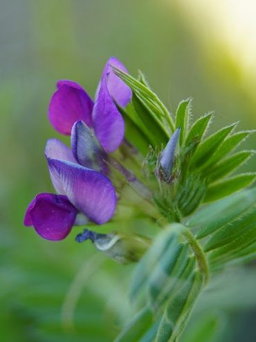 Cultivos de servicios: estrategias para 2024