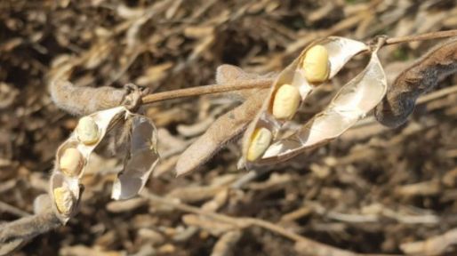 Preocupa la lenta comercialización de soja y de maíz, ¿cómo se generará el flujo de caja necesario para cubrir las cuentas?