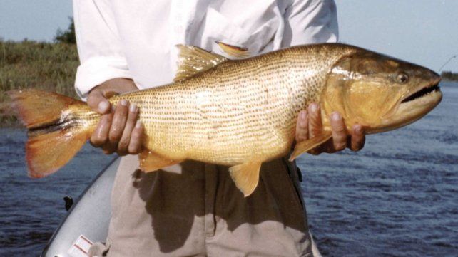 La Fiesta Provincial del Dorado Entrerriano se realizará el 25 y 26 de septiembre en La Paz. Habrá competencias de pesca con señuelos y con carnada