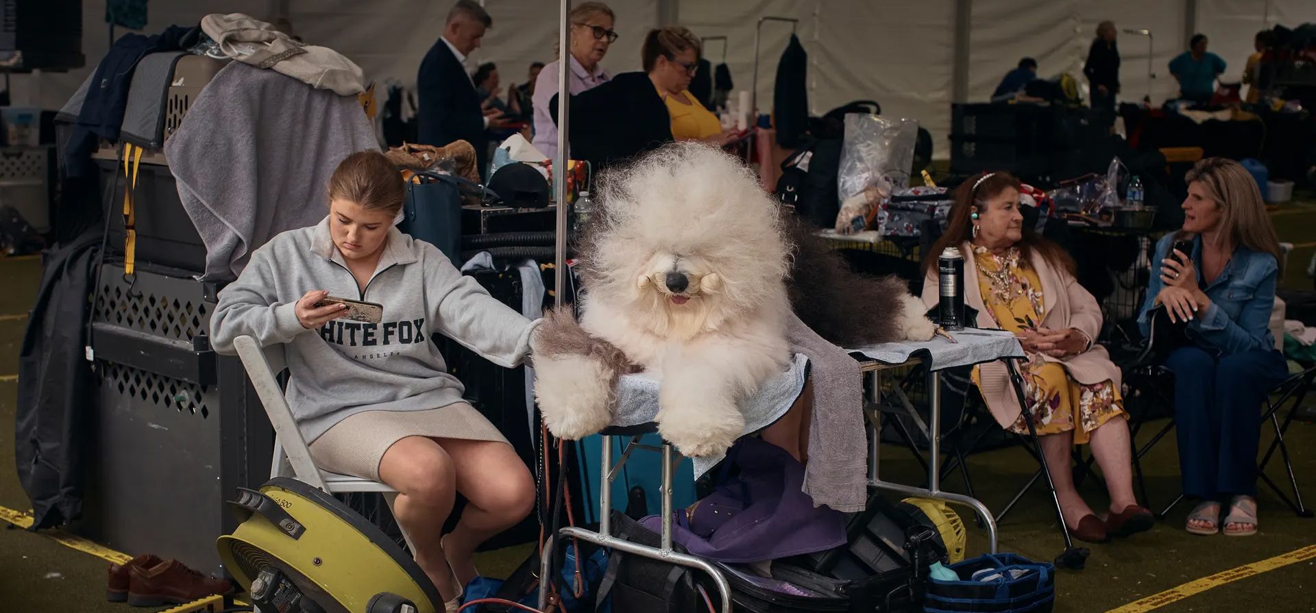 Un viejo perro pastor inglés descansa dentro de la carpa de aseo en la exposición canina del Westminster Kennel Club en el Centro Nacional de Tenis Billie Jean King de la USTA, Nueva York, Estados Unidos. Fotografía: Andrés Kudacki/Getty Images Un viejo perro pastor inglés descansa dentro de la carpa de aseo en la exposición canina del Westminster Kennel Club en el Centro Nacional de Tenis Billie Jean King de la USTA, Nueva York, Estados Unidos. Fotografía: Andrés Kudacki/Getty Images