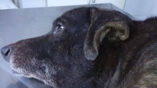 El perro fue operado en el hospital de Carlos Cossia.