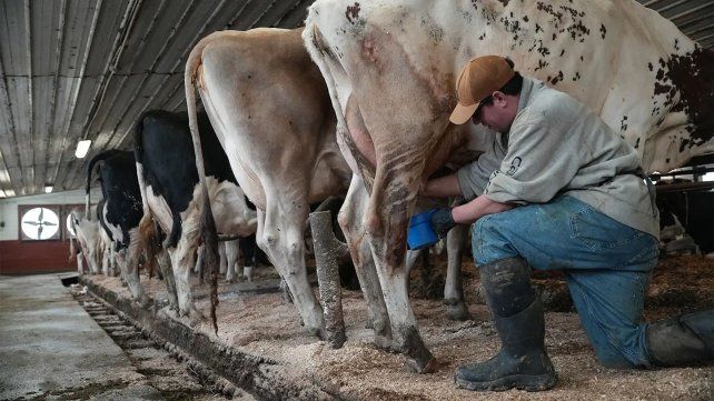 Pese a los riesgos, cada vez más estadounidenses toman leche sin pasteurizar