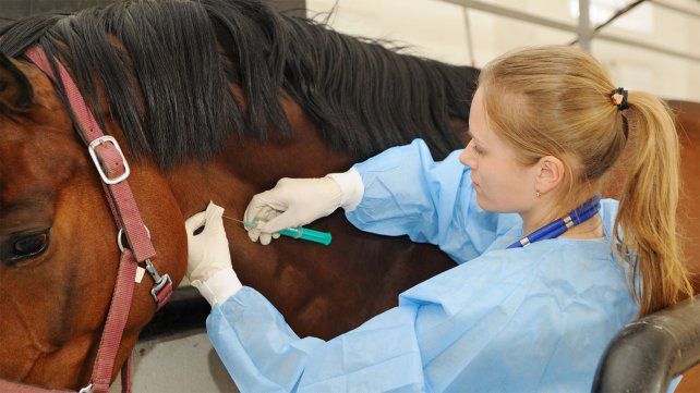 Suero equino hiperinmune: lo que hay que saber del nuevo tratamiento contra el Covid-19