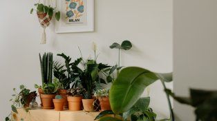 Verde en invierno: 11 plantas de fáciles cuidados para adornar un departamento