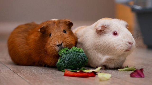 El Concejo Deliberante de Concordia aprobó una ordenanza que prohíbe la cría y comercialización de animales domésticos con fines lucro&nbsp;
