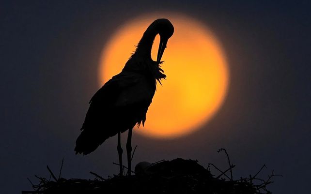 La Super Luna Rosa se eleva detrás de la cigüeña en un nido en el pueblo de Rzanicino cerca de Skopje