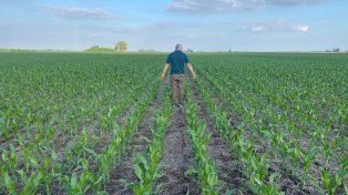 La estrategia defensiva/ofensiva de alto rendimiento de maíz, para combatir la sequía