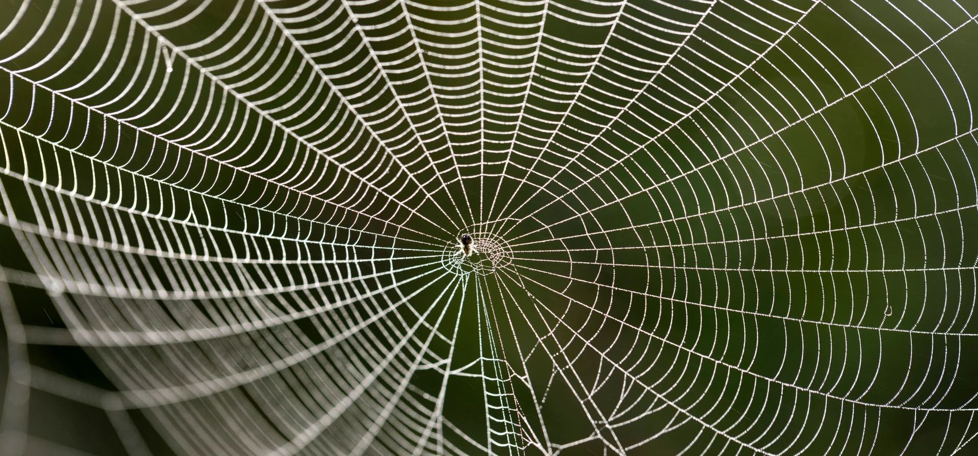 Una araña teje una telaraña a primera hora de la mañana en un campo de arroz, Katmandú, Nepal. Fotografía: Narendra Shrestha/EPA Una araña teje una telaraña a primera hora de la mañana en un campo de arroz, Katmandú, Nepal. Fotografía: Narendra Shrestha/EPA