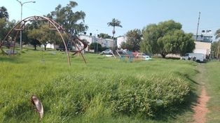 Plaza María del Carmen Caviglia de Boeykens con pastizales de más de 80 centímetros de alto y basura.