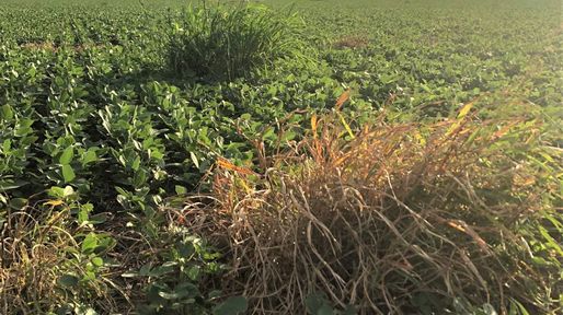 Malezas: siguen arraigadas en el campo argentino