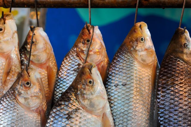 La provincia asegura que la prohibición a la exportación de pescado busca garantizar el futuro de la actividad