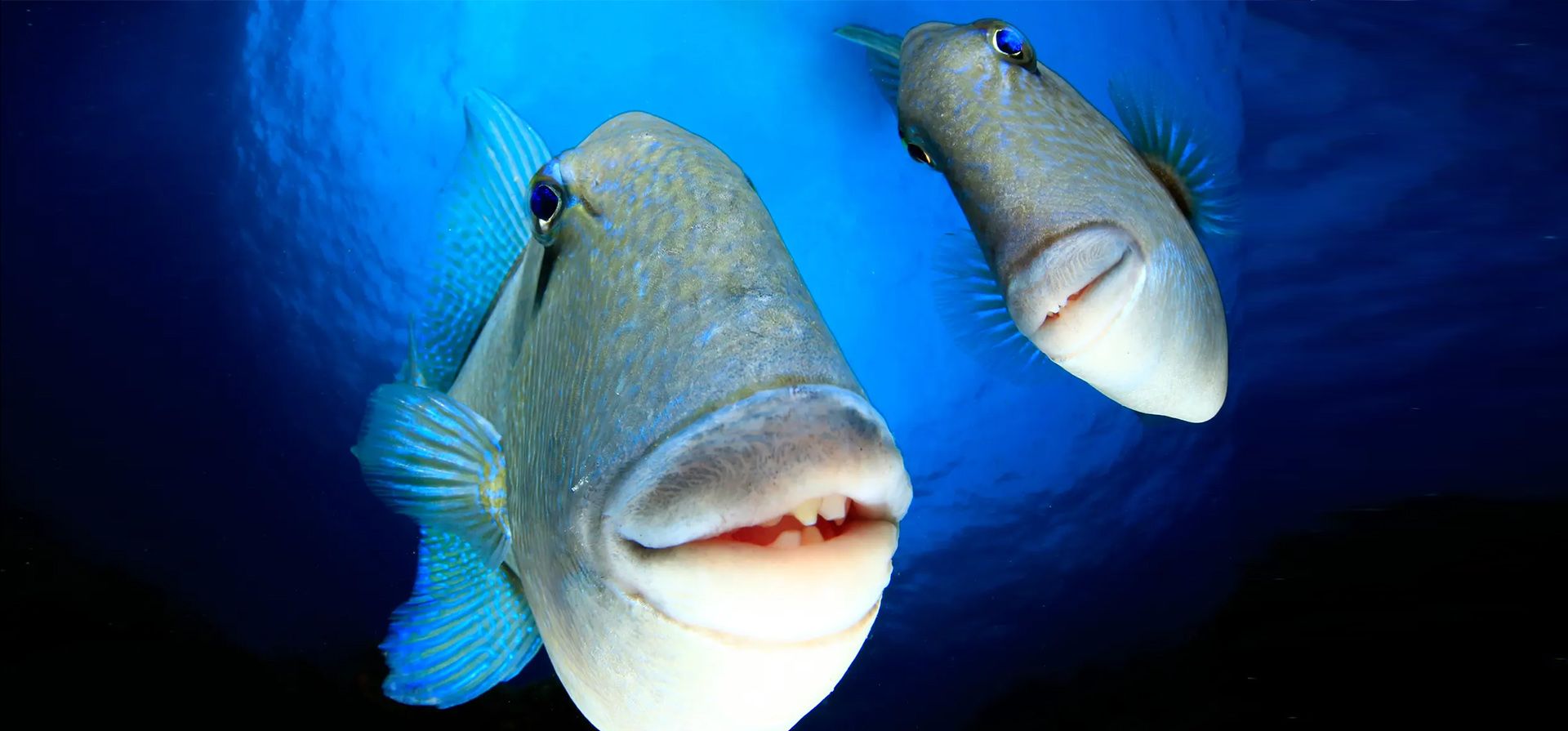 "di queso". Un par de peces ballesta mirando a la cámara en Faial, Azores. Fotografía: Arturo Telle/Comedywildlifephoto.com