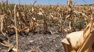 La llegada de El Niño al sur de la provincia es inminente, con lluvias normales o superiores a lo normal según el Inta.