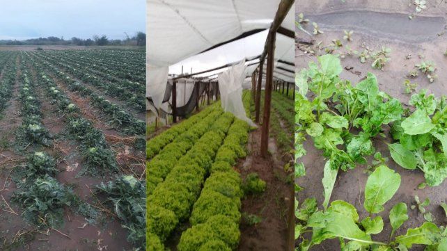 Las verduras santafesinas resistieron la tormenta y llegan con buena calidad y precio a las verdulerías