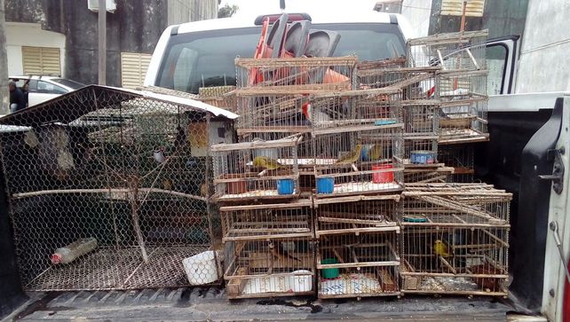 Liberación. Las animales rescatados en Paraná fueron llevados al Parque San Martín