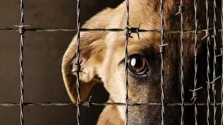 Por mes se reciben más de 25 denuncias de maltrato animal en la ciudad