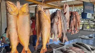 Los pescadores de Puerto Sánchez están contentos por el repunte del Río Paraná.