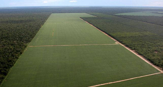 Un quinto de las especies vegetales se halla en serio peligro de extinci&oacute;n