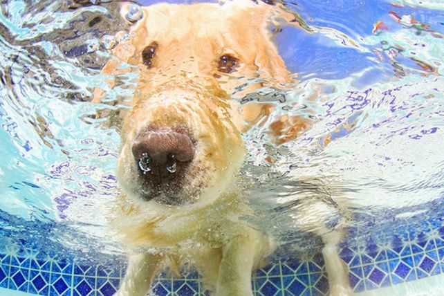 Diversión bajo el agua