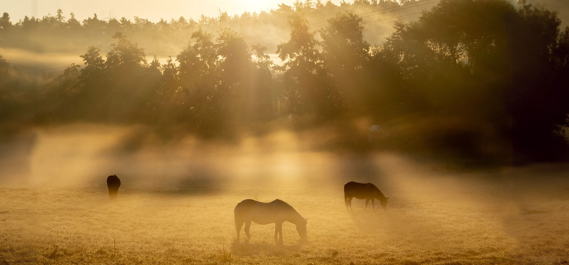 Yeguas jóvenes islandesas pastan en un prado en Wehrheim, cerca de Frankfurt, Alemania, en un martes brumoso, 26 de septiembre de 2023. (Foto AP/Michael Probst) Yeguas jóvenes islandesas pastan en un prado en Wehrheim, cerca de Frankfurt, Alemania, en un martes brumoso, 26 de septiembre de 2023. (Foto AP/Michael Probst)