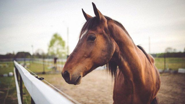 El Día del Animal se conmemora con el fin de celebrar a todas las especies del país y prevenir la extinción de muchas de estas.