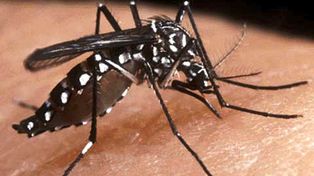 Aedes aegypti. Este tipo de mosquito es el que trasmite el dengue, el zika y la chukungunya.&nbsp;