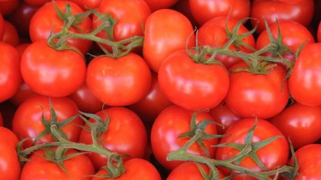 Aislaron plantación de tomate en Entre Ríos por virus rugoso