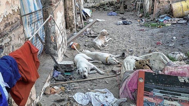 Se vuelven repetitivos los operativos por parte de Veterinaria Municipal por animales en mal estado.