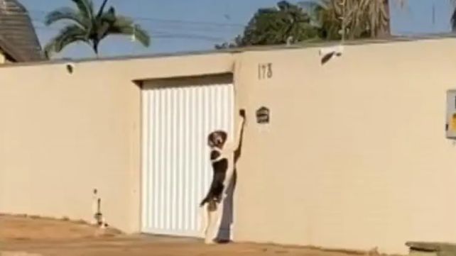 No era un fantasma: el perrito que aprendió a tocar el timbre de su casa