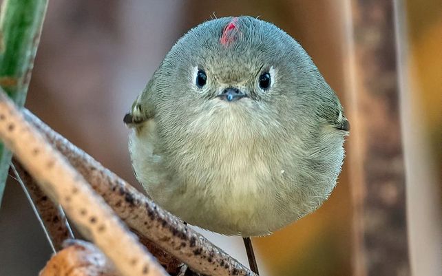 Las divertidas imágenes del concurso de vida silvestre